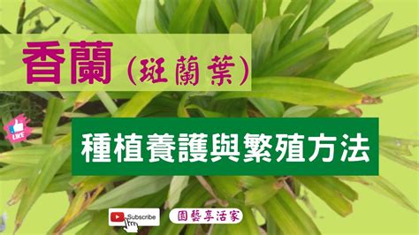 班蘭葉種植方法|班蘭葉的種植方法